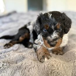 Winston - Blue merle male Bernedoodle puppy in Tulsa, Oklahoma from Magnolia Blossom Bernedoodles
