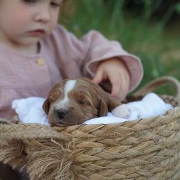 Goldendoodle Puppies from Blissful Doodles