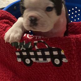"Male #3" Boston Terrier Puppies from Holly's Boston Terriers
