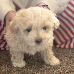 Girl 3 - Cream female Double Doodle puppy in Junction, Utah from Sugar Doodles