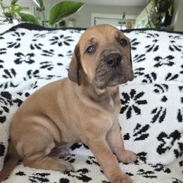 Ivy - Fawn female Great Dane puppy in Albany, Oregon from Red Cloud Australian Shepherds and DeGray Great Danes & Bulldogs