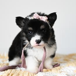 Bon Jovi - Black and tan female Pembroke Welsh Corgi puppy in Mona, Utah from Sorensen Corgis