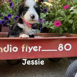 Bernedoodle and Goldendoodle Puppies from Marbel Wood Doodles