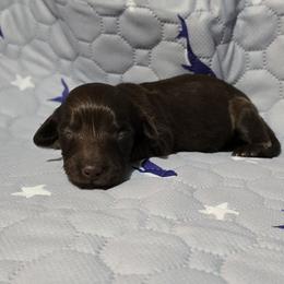 Truffle - Chocolate female Dachshund puppy in Windom, Minnesota from Aster Creek Dachshunds & Australian Shepherds