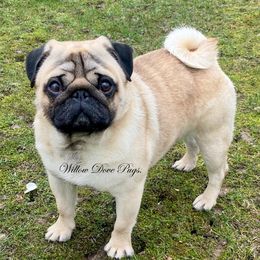 CHAMPION Nemo - Pug