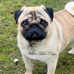 CHAMPION Nemo - Pug
