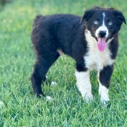 Pirate - Black & white male Miniature Australian Shepherd puppy in California from Eagle River Aussies