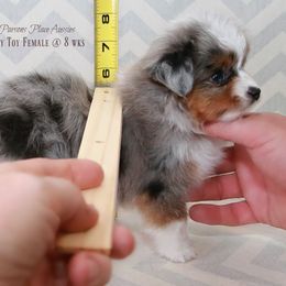 Miniature Australian Shepherd Puppies from Parsons Place Aussies