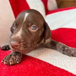 Dawn - Liver roan female German Shorthaired Pointer puppy in Dugspur, Virginia from Pilgrims Trails Shorthairs