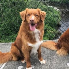 Nova Scotia Duck Tolling Retrievers from Carnelian Tollers