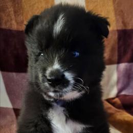 Lamborghini - Black and white male Siberian Husky puppy in Urbana, Ohio from Fairhaven's Siberian Huskies