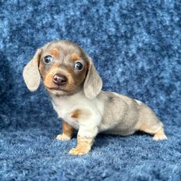 Blue Dapple - Dapple female Dachshund puppy in George West, Texas from Rockin M Kennel