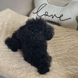 Zion - Poodle