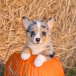Boy 2 Merle black - Blue male Pembroke Welsh Corgi puppy in Ville Platte, Louisiana from Flat town corgis