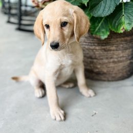 Labradoodle Puppies from M4 Doodles