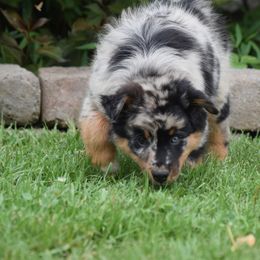 Bluey - Australian Shepherd puppy from Maggie Withers' Australian Shepherds