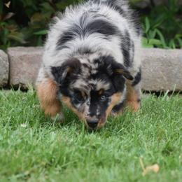 Bluey - Australian Shepherd puppy from Maggie Withers' Australian Shepherds