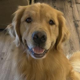 Golden Retrievers from Brighton Golden Retrievers