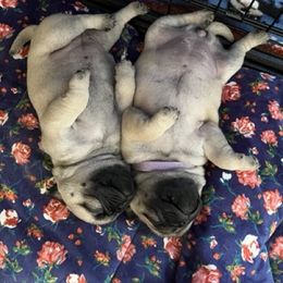 Pug Puppies from 901 Pugs