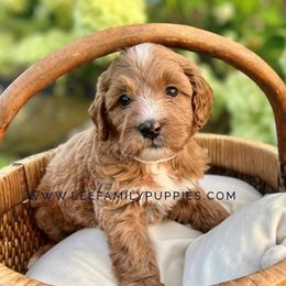 Miniature Girl-Dolly - Apricot female Goldendoodle puppy in Tennessee from Lee Family Puppies