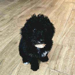 Ms Potato Head - Merle female Goldendoodle puppy in Peoria,  Az, Arizona from Not Just "Golden" Doodles