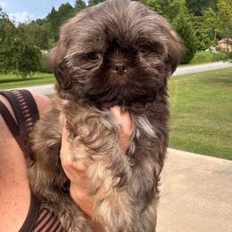 Ollie - Liver male Shih Tzu puppy in Tennessee from Cutshall Babies