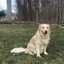 Naomi - Golden Retriever