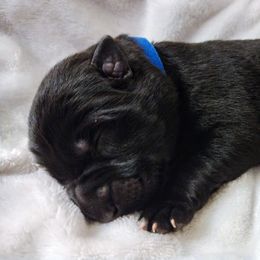 German Shepherd Puppies from Prolific Northwest K9s