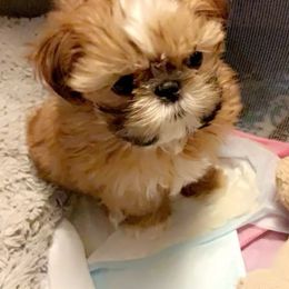 Shih Tzu Puppies from Shih Bears