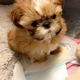 Shih Tzu Puppies from Shih Bears