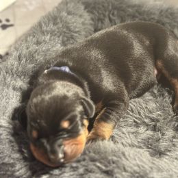 Blue Collar Male - Black and rust male Doberman Pinscher puppy in Fostoria, Michigan from Jensen Dobermans and Dachshunds
