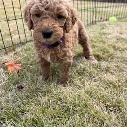 Goldendoodle Puppies from Ellie's Goldendoodles