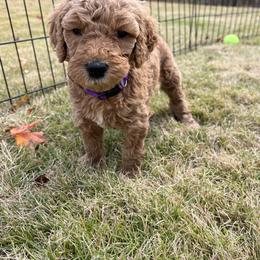 Goldendoodle Puppies from Ellie's Goldendoodles
