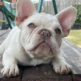 French Bulldog All Grown Up from Villalobos Frenchies