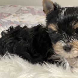 Boy 1 - Black and tan Yorkshire Terrier puppy in Jacksonville, Florida from Katherine's Yorkies