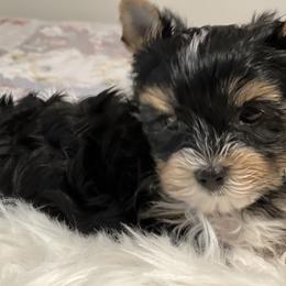 Boy 1 - Black and tan Yorkshire Terrier puppy in Jacksonville, Florida from Katherine's Yorkies