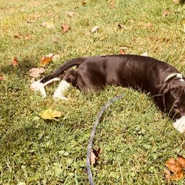 Great Dane Puppies from TW Great Danes