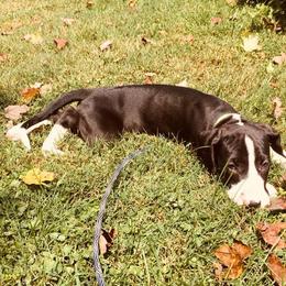 Great Dane Puppies from TW Great Danes