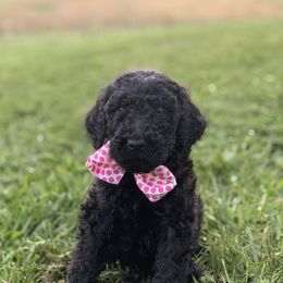 Boykin Spaniel and Labradoodle Puppies from Pine Brook Pups