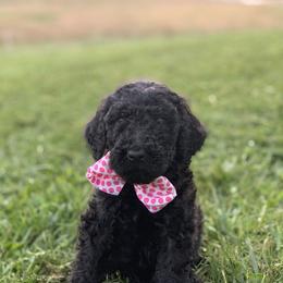 Boykin Spaniel and Labradoodle Puppies from Pine Brook Pups