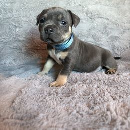 Morticia - Blue tri-color female American Bully puppy in Fairbanks, Alaska from Alaska Rose Kennels