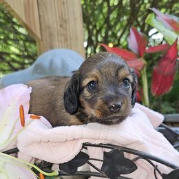Cherie - Sable female Dachshund puppy in New York from T. Rex Doxies & Friends