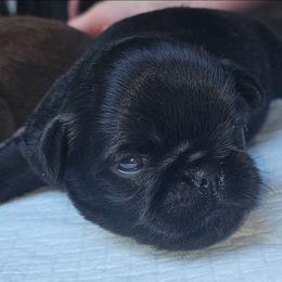 Girl 1 - Black female Brussels Griffon puppy in Huntsville, Alabama from Tammy's Brussels