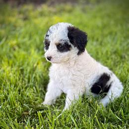 Bolt - Black and white male Assorted Doodle Crosses puppy in Ohio from Holley Doodles