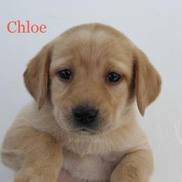 Labrador Retriever Puppies from Mahner Labs