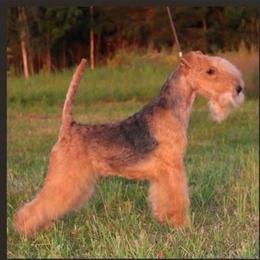 Daniel - Lakeland Terrier