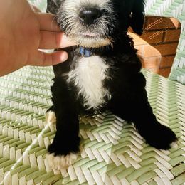 Sheepadoodle Puppies from Boujie Doo’s