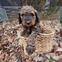 Bernedoodle Puppies from Home Grown Hearts Doodles
