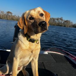 Golden Retriever and Labrador Retriever Puppies from Folklore Canine L.L.C