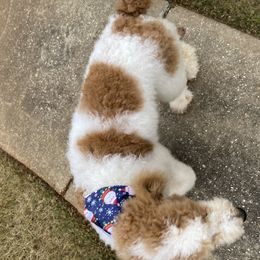 Goldendoodle All Grown Up from Anytime Doodles